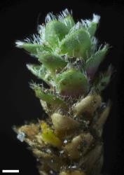 Veronica ciliolata subsp. fiordensis. Sprig. Scale = 1 mm.
 Image: P.J. Garnock-Jones © Te Papa CC-BY-NC 3.0 NZ